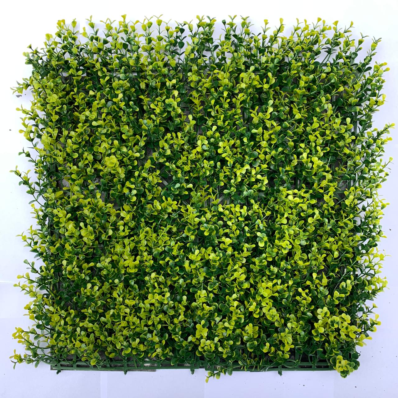 Sus pequeñas hojas en 2 tonalidades (verde oscuro y verde olivo) hacen de este follaje uno de los mas gustados. Puede aplicarse en cualquier espacio que requiera aumentar la luminosidad y darle vida.

Ideal para aplicarse en espacios de interior y exterior.


